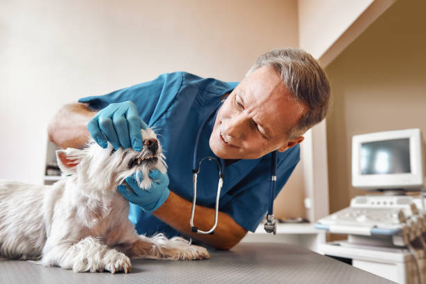 Best Emergency Dental Care for Trauma or Injury in Laurens, SC